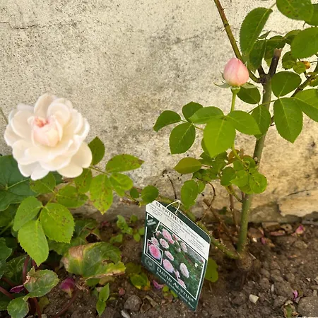 Bay Golf House Villa