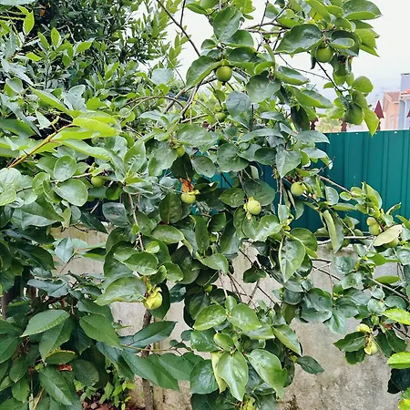 Bay Golf House Villa